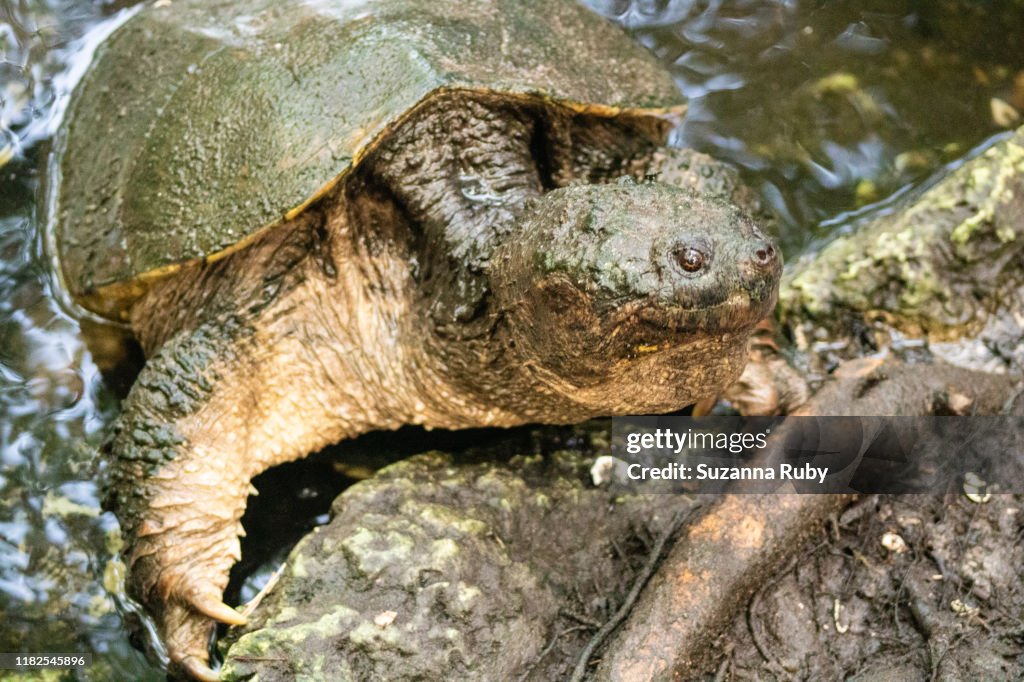 Alligator snapping turtle