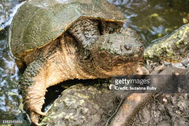 alligator snapping turtle - freshwater turtle stock pictures, royalty-free photos & images