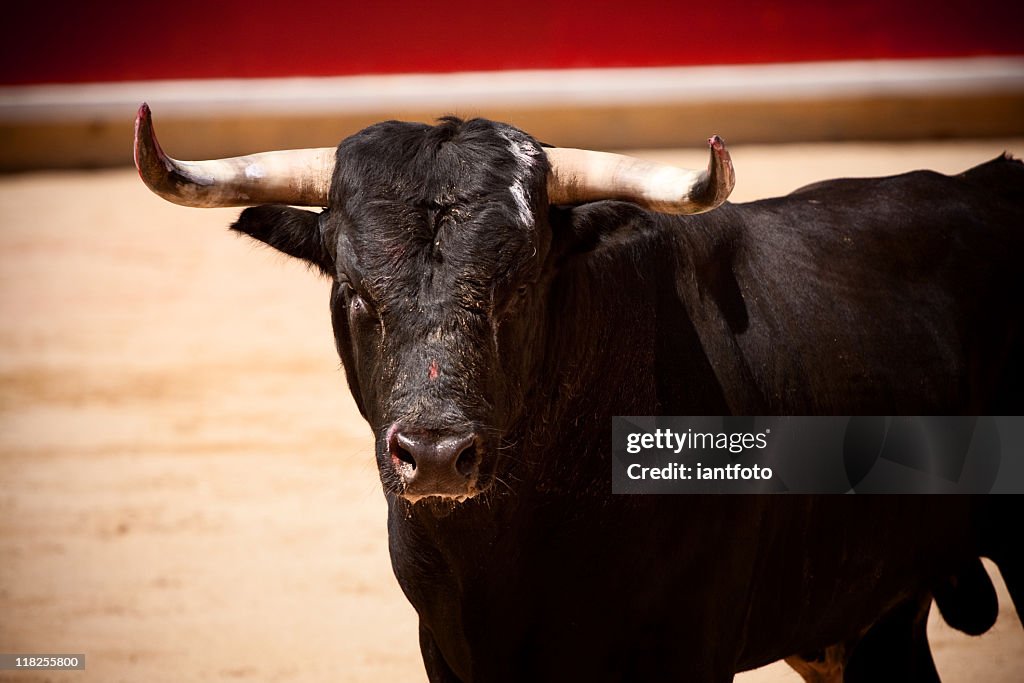 Bull in der bullring