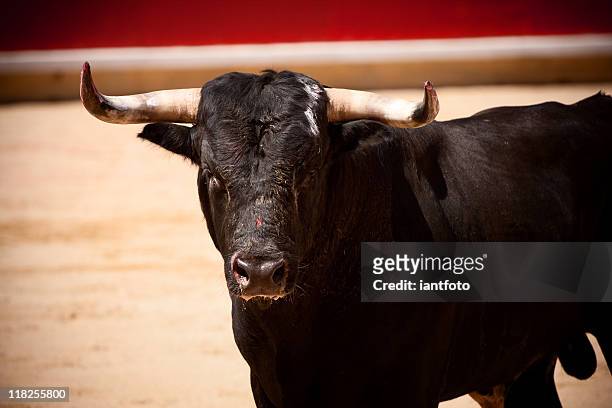 a black bull with horns standing in the ring - pamplona bulls stock pictures, royalty-free photos & images