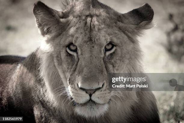 eye contact with a lion - huntmaster stock pictures, royalty-free photos & images