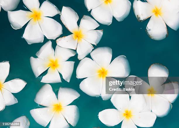 blumen auf der oberfläche des wassers - hawaiianische kultur stock-fotos und bilder