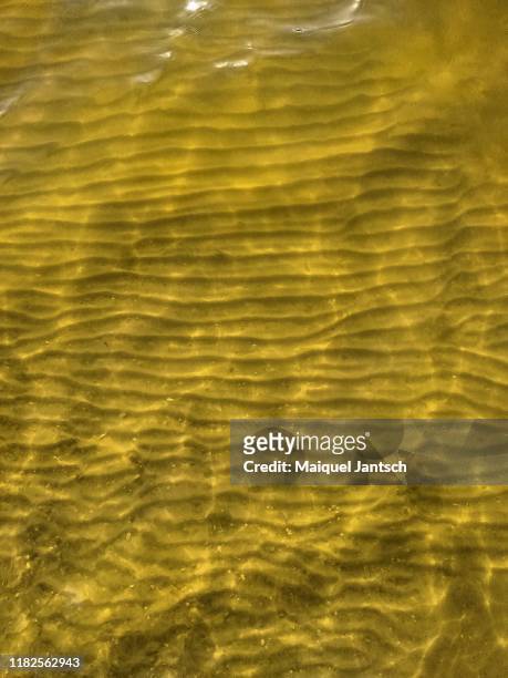 sand at the bottom of a pond in the atlantic forest (mata atlântica). - river bottom park stock pictures, royalty-free photos & images