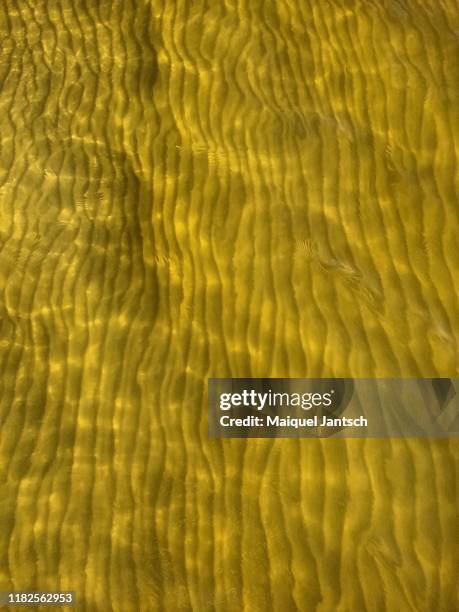 sand at the bottom of a pond in the atlantic forest (mata atlântica). - lake bottom foto e immagini stock