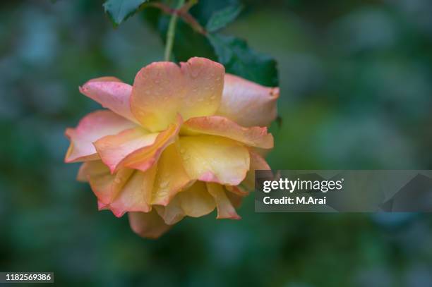 122 Drooping Rose Stock Photos, High-Res Pictures, and Images - Getty ...