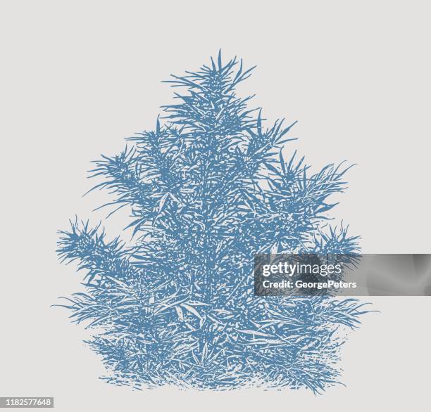 hemp plant cut out on white background - marijuana bud stock illustrations