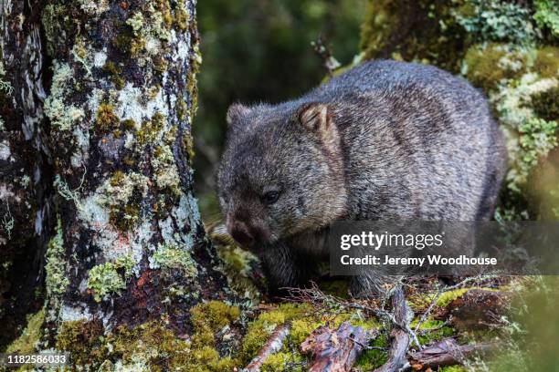 portrait of a wombat in temperate rainforest - wombat fotografías e imágenes de stock