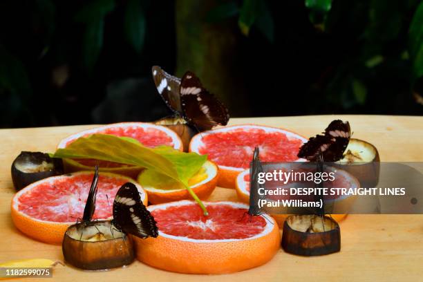 gold rim swallowtail (battus polydama) dining on grapefruit and banana - victoria canada dining stock pictures, royalty-free photos & images