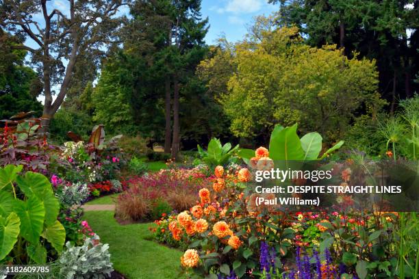 beacon hill park in victoria on vancouver island in bc - september garden stock pictures, royalty-free photos & images