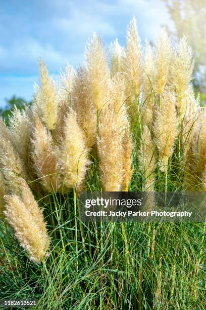 the beautiful ornamental summer grass cortaderia selloana, commonly known as pampas grass - pampas stock pictures, royalty-free photos & images