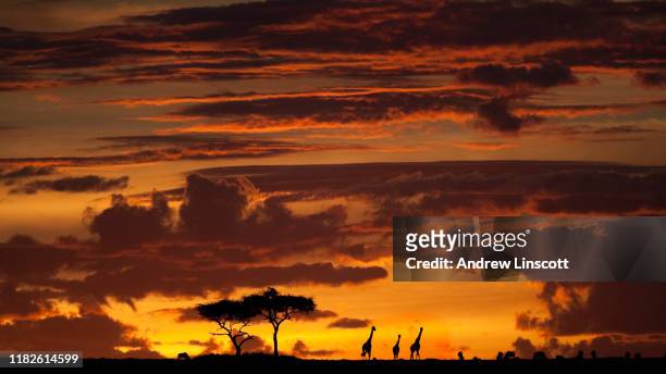 afrikanischer sonnenuntergang über der maasai mara, kenia. - masai mara national reserve stock-fotos und bilder
