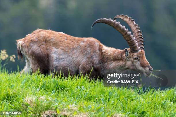 ibex on a mountain in switzerland - swiss ibex bildbanksfoton och bilder