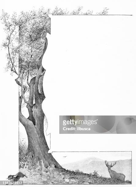 antique illustration: tree nature frame decoration - woodland border stock illustrations