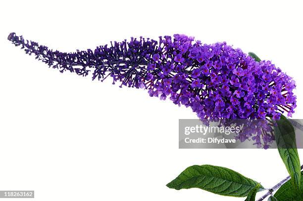 buddleia davidii flower  isolated on white - butterfly bush stock pictures, royalty-free photos & images