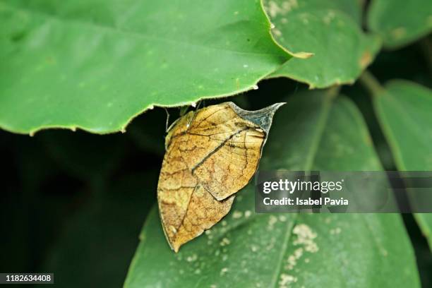 close-up of orange dead leaf butterfly - butterfly bird stock pictures, royalty-free photos & images