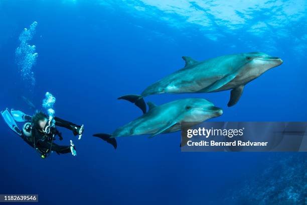 scuba divier playing with two dolphins in rangiroa - tuamotus imagens e fotografias de stock