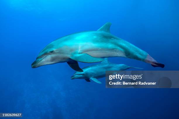 mother and calf dolphin in rangiroa - tuamotus imagens e fotografias de stock