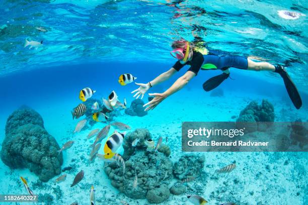 female snorkeler playing with reef fish in bora bora - pesce farfalla foto e immagini stock