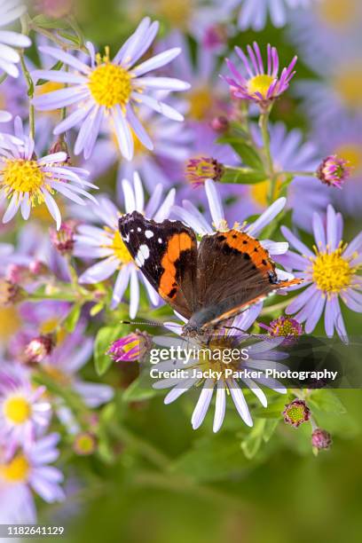 beautiful late summer flowering aster flowers also known as symphyotrichum or michaelmass daisy with a red admiral butterfly collecting pollen - butterfly effect stock pictures, royalty-free photos & images