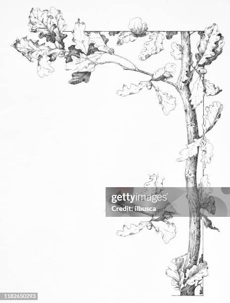 antique illustration: oak tree corner frame - antique foliage stock illustrations