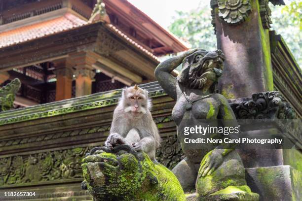 long-tailed macaque at ubud monkey forest - ubud monkey forest stock pictures, royalty-free photos & images