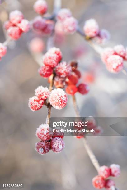 hoar frost on the red berries - berry stock pictures, royalty-free photos & images