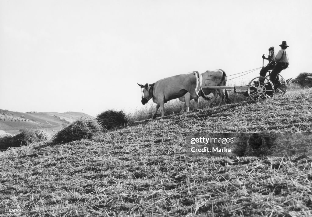 Field, pineto, abruzzo, italy 1960