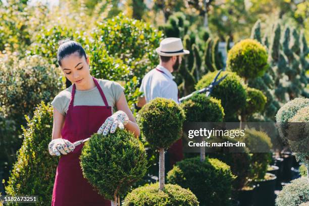 gardeners working in garden center - tree service stock pictures, royalty-free photos & images