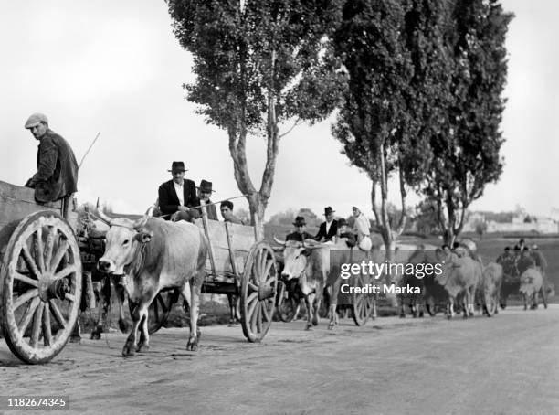 Farmers moving near vibo valentia, calabria, italy, 1955.