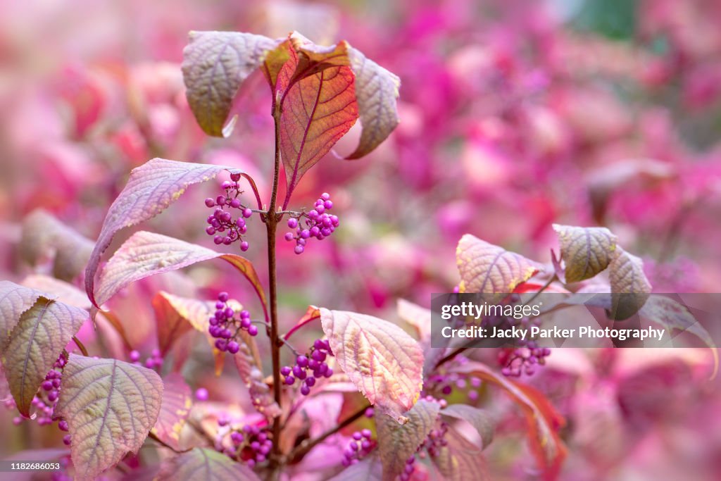 The beautiful purple berries of Callicarpa bodinieri var. giraldii ‘Profusion’ also known as the beautyberry