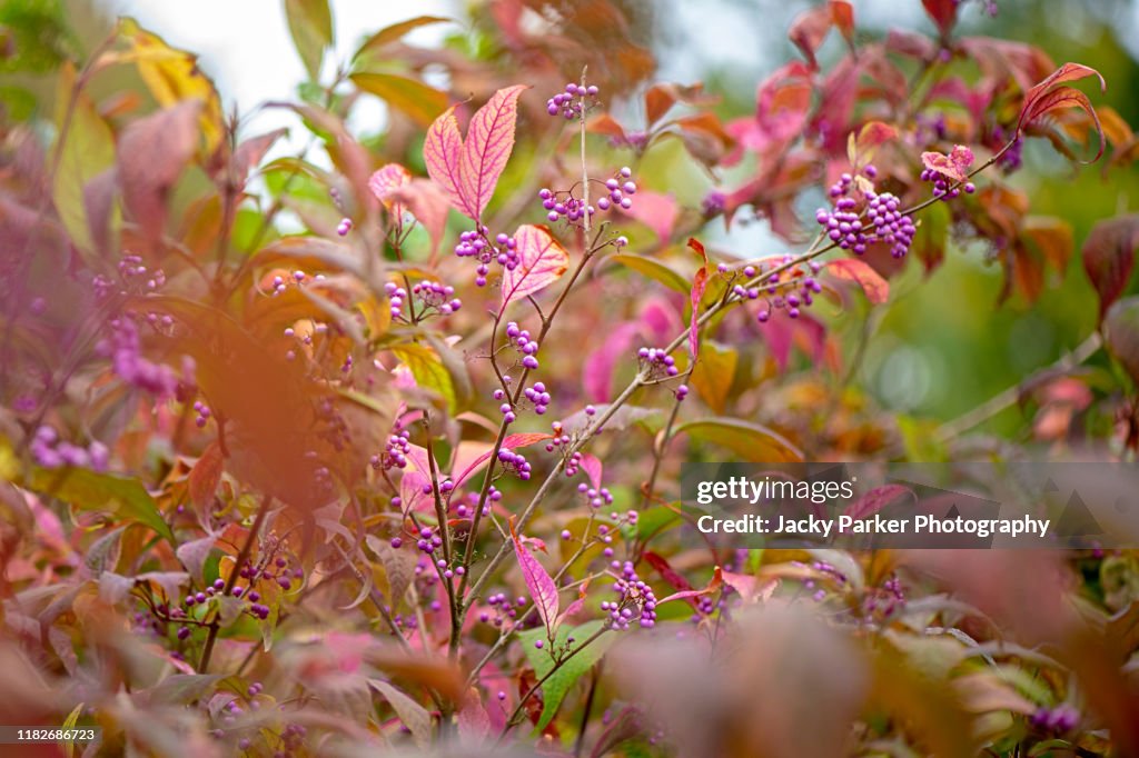 The beautiful purple berries of Callicarpa bodinieri var. giraldii ‘Profusion’ also known as the beautyberry