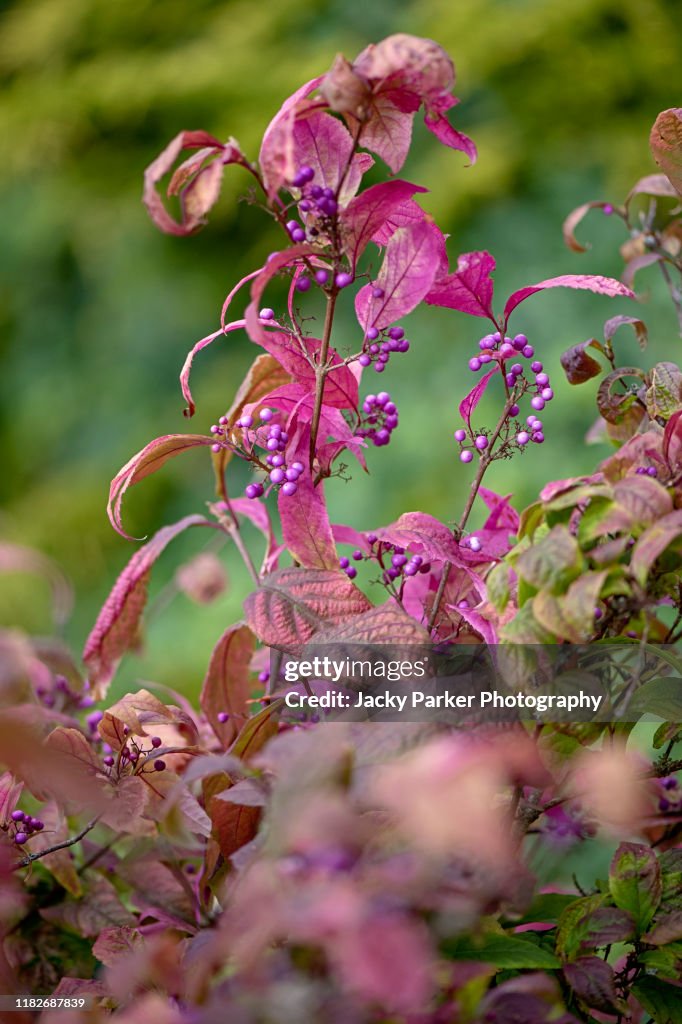 The beautiful purple berries of Callicarpa bodinieri var. giraldii ‘Profusion’ also known as the beautyberry
