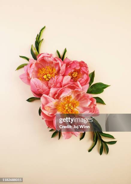 pink peonies on cream background - peony bouquet stock pictures, royalty-free photos & images