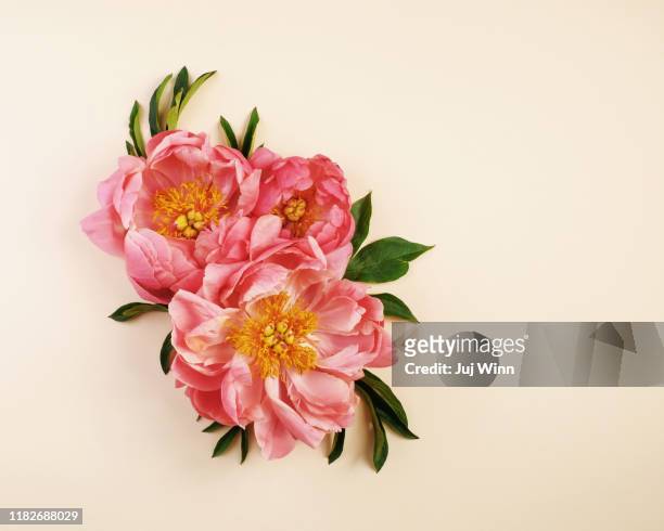 pink peonies on cream background - flower arrangement stock pictures, royalty-free photos & images