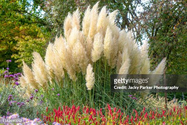 the beautiful ornamental summer grass cortaderia selloana, commonly known as pampas grass - flower bed stock pictures, royalty-free photos & images