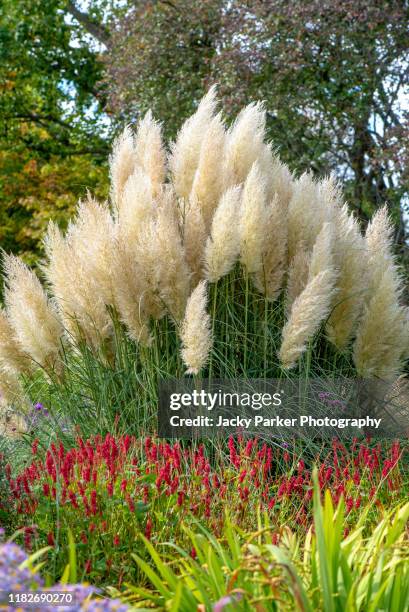 the beautiful ornamental summer grass cortaderia selloana, commonly known as pampas grass - pampas grass stock-fotos und bilder