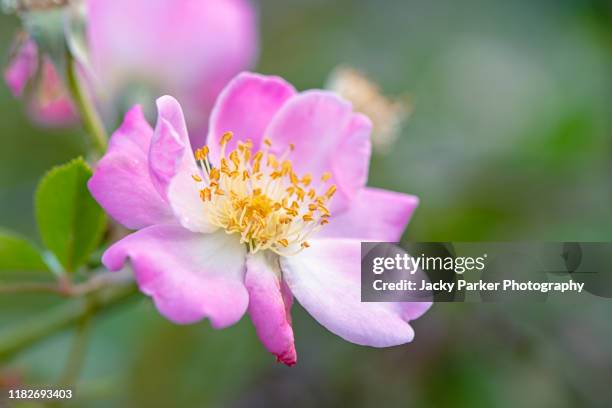 Closed Wild Roses Wild Rose Photos and Premium High Res Pictures - Getty Images