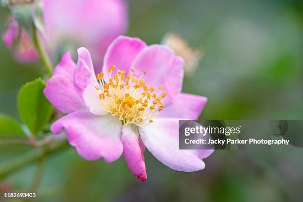 close-up image of a summer flowering pale pink wild rose in soft sunshine - wild rose stock pictures, royalty-free photos & images