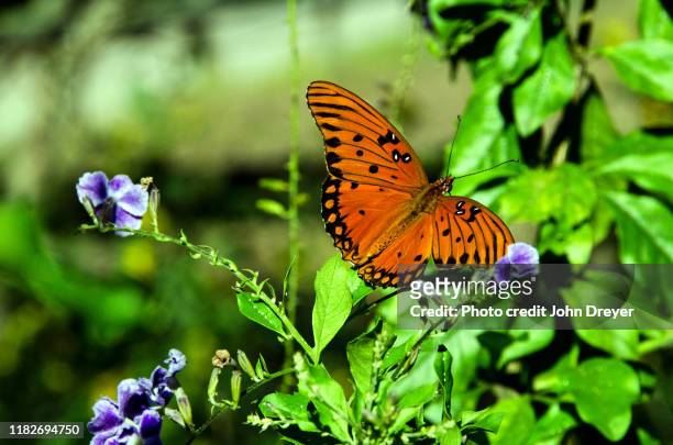 gulf fritillary in the fall - fritillary butterfly stock pictures, royalty-free photos & images