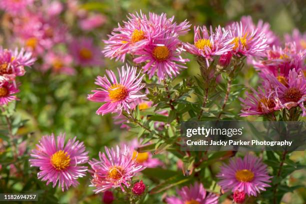 beautiful late summer flowering aster flowers also known as symphyotrichum or michaelmass daisy - aster stock pictures, royalty-free photos & images
