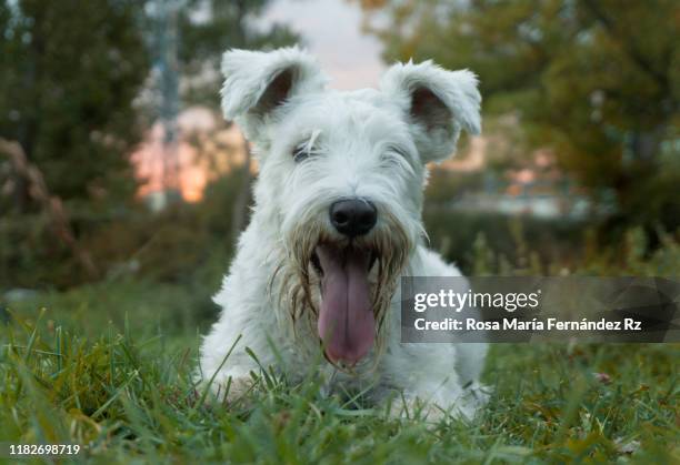 white schnauzer dog with outstretched tongue lying on the grass field on suset. - schnauzer stock pictures, royalty-free photos & images