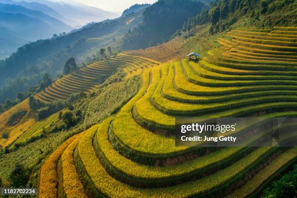 rice green field at mucangchai vietnam - vietnam aerial stock pictures, royalty-free photos & images