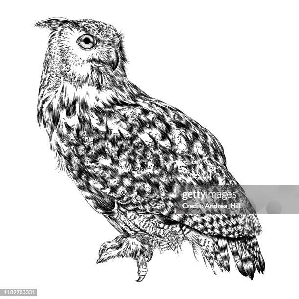 ilustraciones, imágenes clip art, dibujos animados e iconos de stock de ilustración vectorial de dibujo de tinta de búho águila euroasiática - búho real