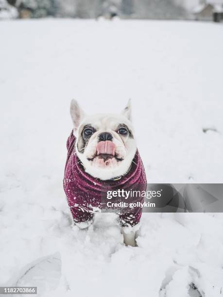 dog eating snow. a french bulldog in winter jumper enjoys eating snow outside at the field - dog cute winter stock pictures, royalty-free photos & images