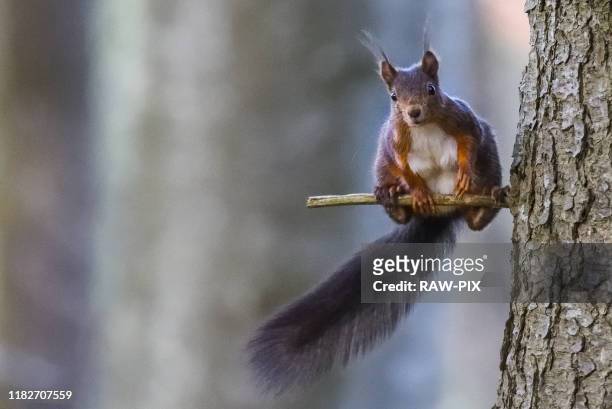 little acrobat squirrel while resting - linda rama fotografías e imágenes de stock