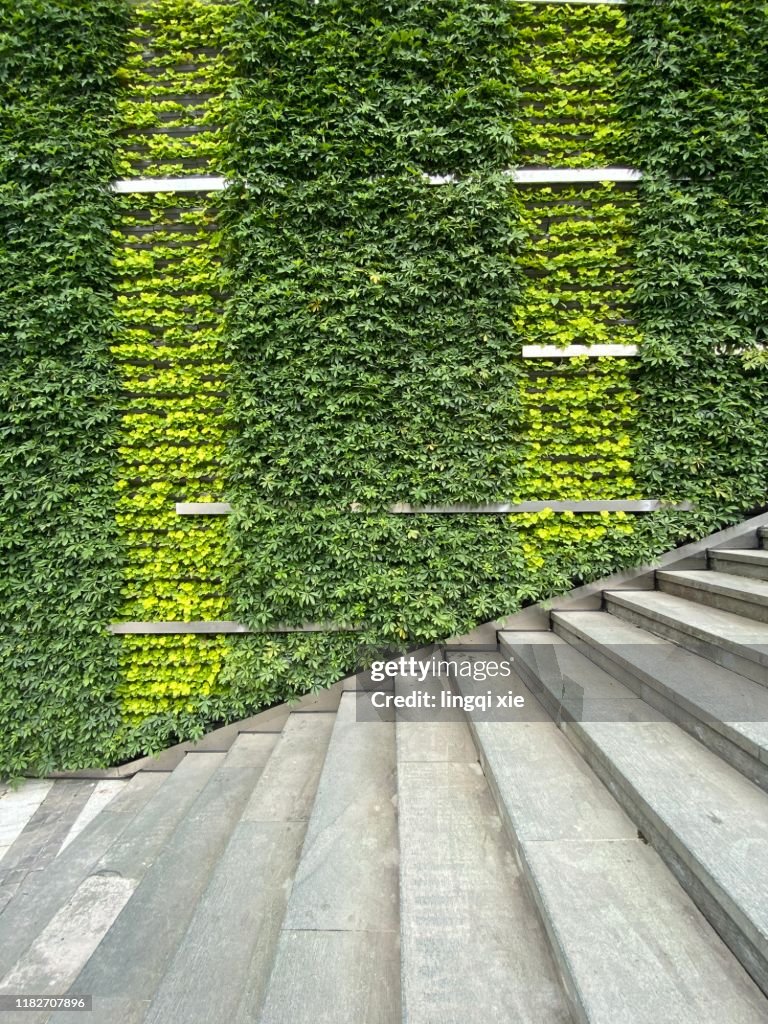 Plant covered wall and stairs