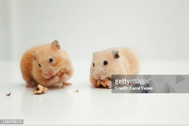 two hamster eating nuts - cheek pouch stockfoto's en -beelden