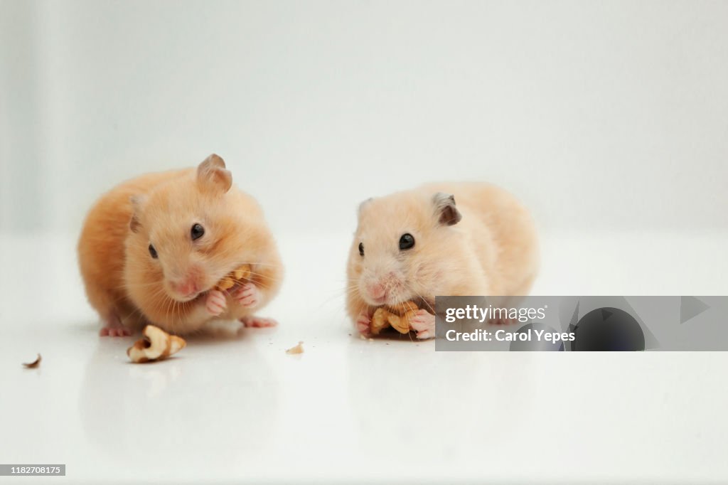 Two hamster eating nuts