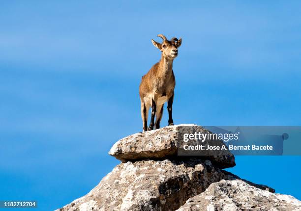 goat female spanish ibex (capra pyrenaica) in a rocky landscape of torcal de antequera, andalusia, spain - geit stockfoto's en -beelden