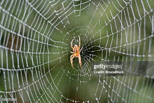 spider in a dew covered web - orb web spider stock pictures, royalty-free photos & images